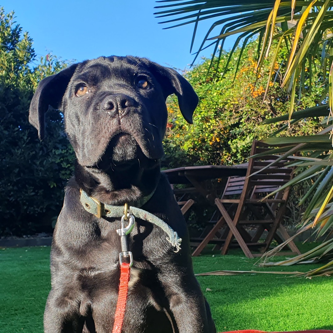 Sweet Bella - Image 3