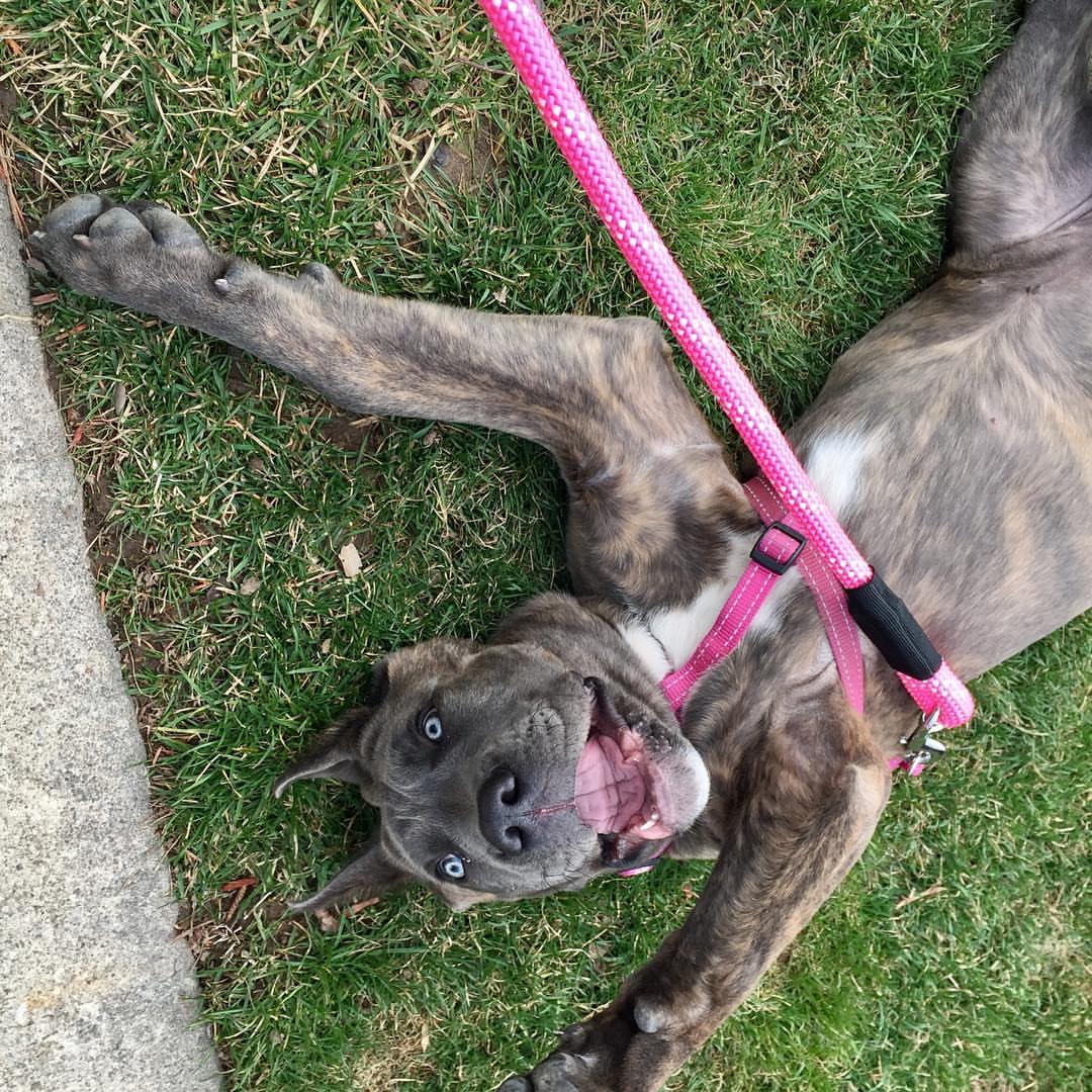 Sweet Molly - Image 3