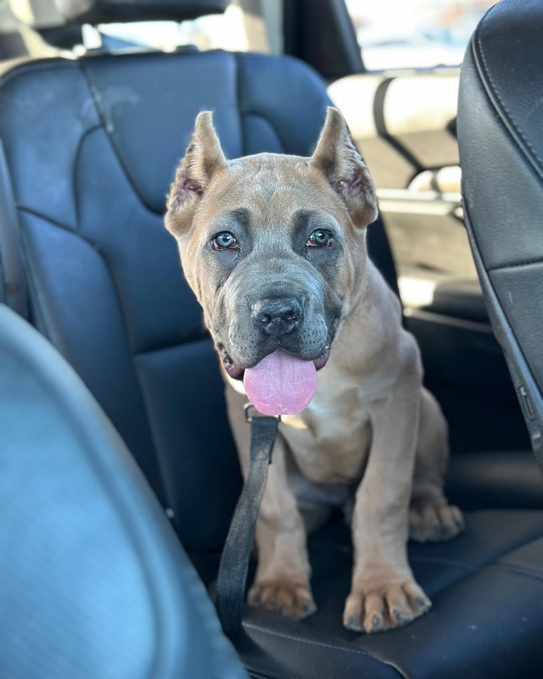 Sweet Luna - Image 2