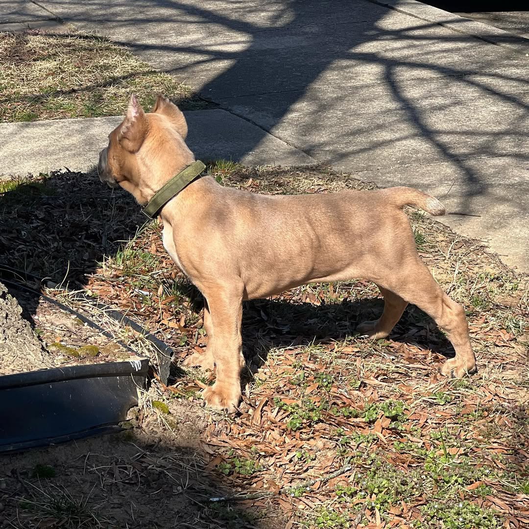 Sweet Luna - Image 3